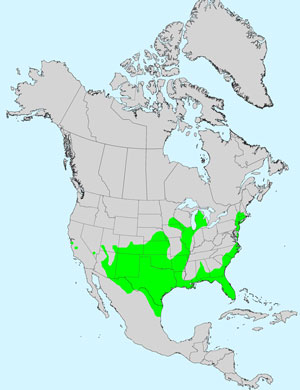 North America species range map for Firewheel, Gaillardia pulchella: Click image for full size map.